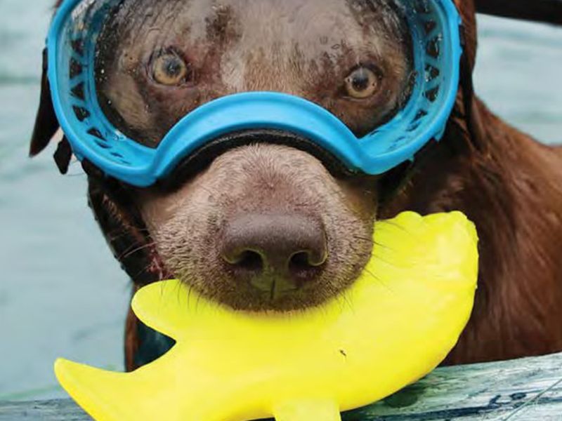 DogTuff photo