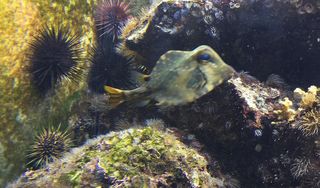 Smithsonian Marine Ecosystems Exhibit