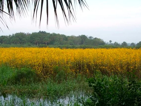 Lake Jesup Park photo