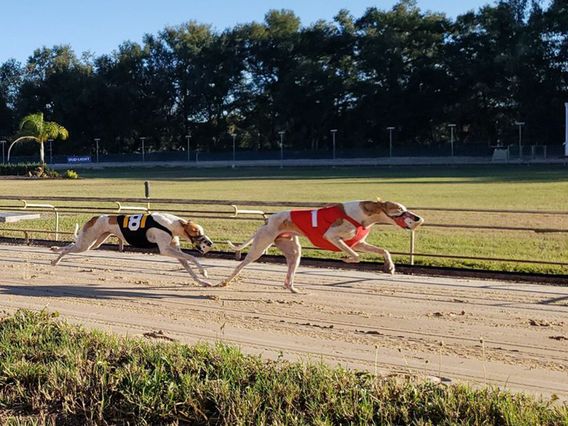 Sanford Orlando Kennel Club photo