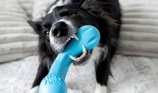 DogTuff