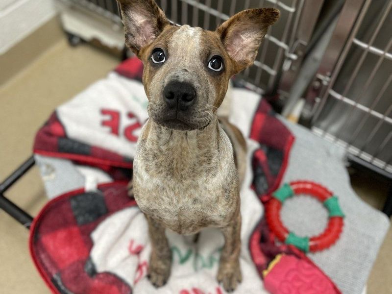 Humane Society of Greater Miami photo