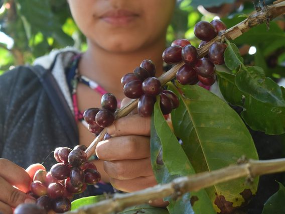 Rosso Coffee Bar photo