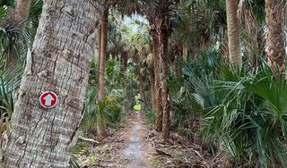 Lake Jesup Wilderness Area