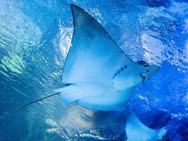 Virginia Aquarium & Marine Science Center photo