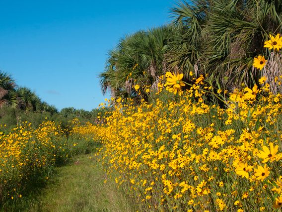 Lake Jesup Wilderness Area photo
