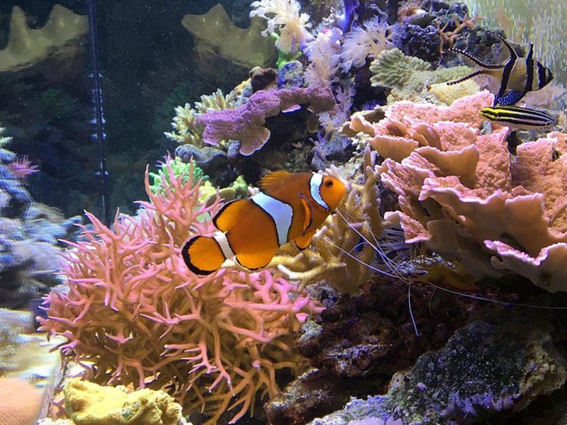 Smithsonian Marine Ecosystems Exhibit photo