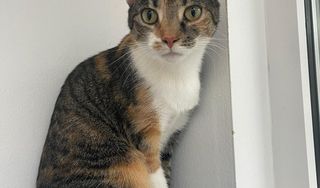 Humane Society of Greater Miami