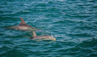 Indian River Lagoon & Swampland Boat Tours