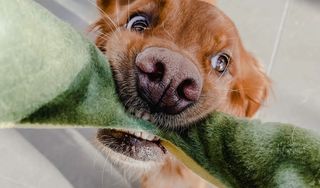 Pet Supplies Plus Charlotte