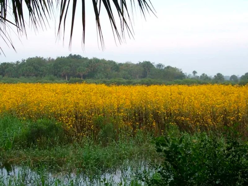 Lake Jesup Park photo