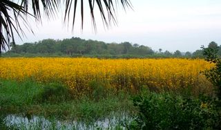 Lake Jesup Park