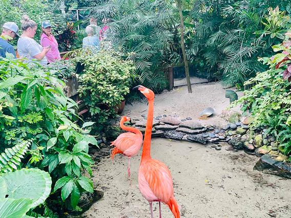 The Key West Butterfly and Nature Conservatory photo