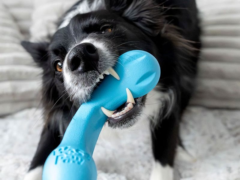 DogTuff photo
