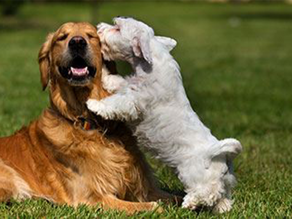 Wellington Dog Park photo