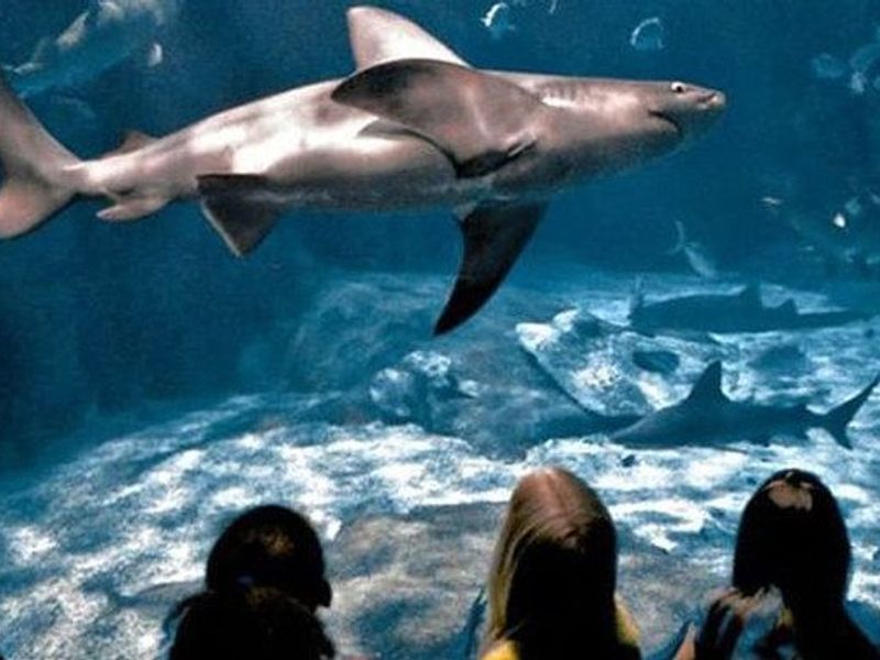 Virginia Aquarium & Marine Science Center photo
