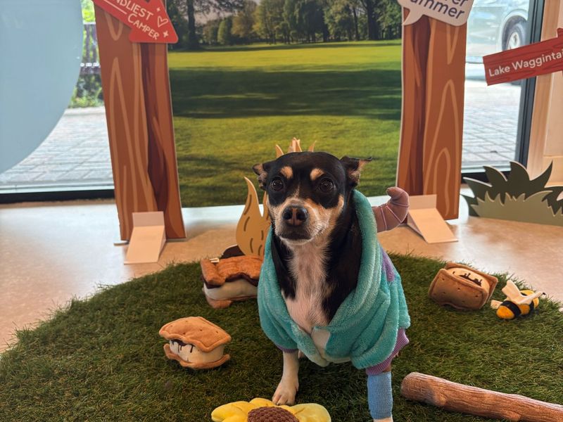 Chewy Vet Care Plantation photo