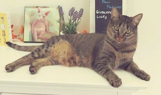 Broadway Cat Hospital