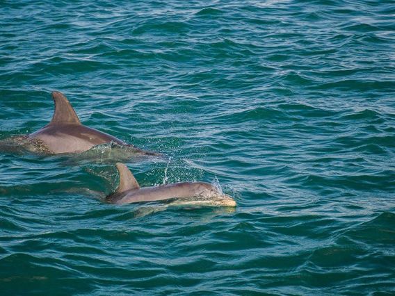 Indian River Lagoon & Swampland Boat Tours photo