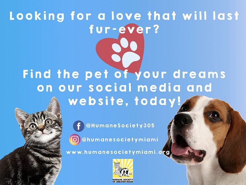Humane Society of Greater Miami photo