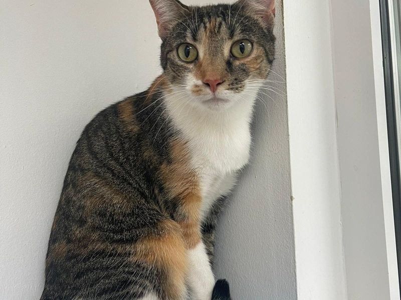 Humane Society of Greater Miami photo