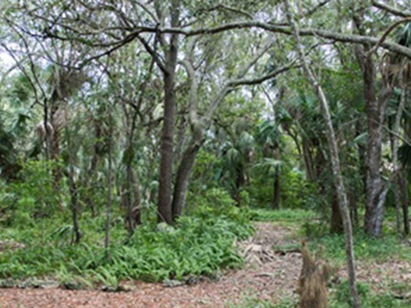 Van Smith Natural Hammock Park photo