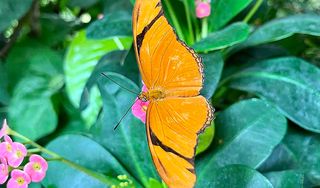The Key West Butterfly and Nature Conservatory