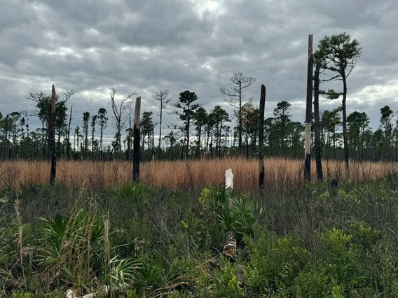 Black Hammock Trailhead photo