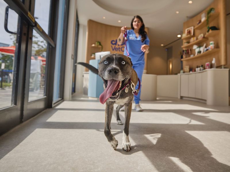 Chewy Vet Care Plantation photo