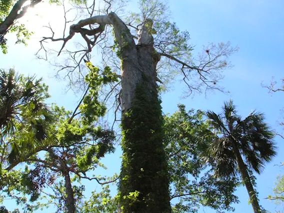 Big Tree Park and Trailhead photo