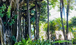 The Banyan Tree