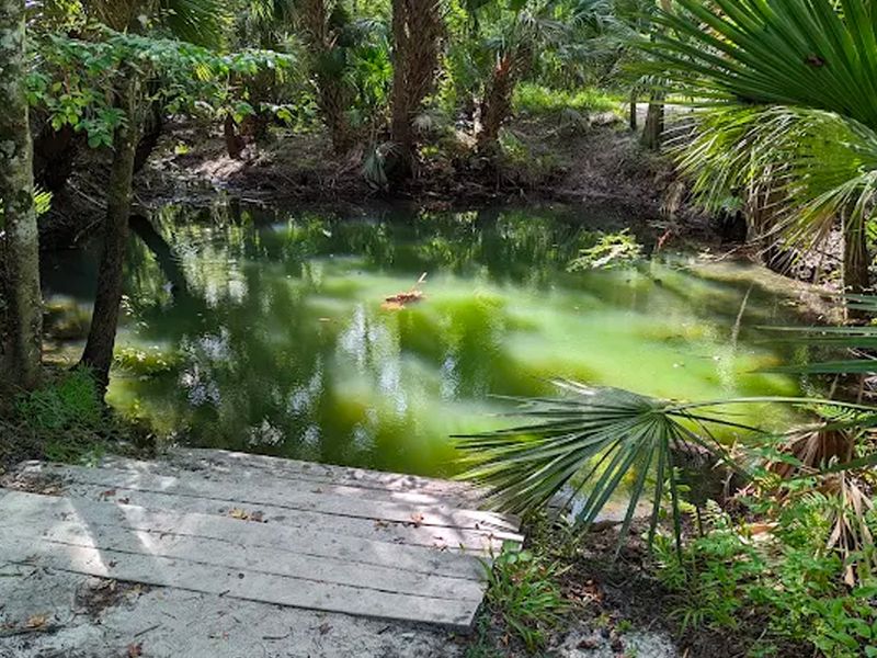 Spring Hammock Preserve photo