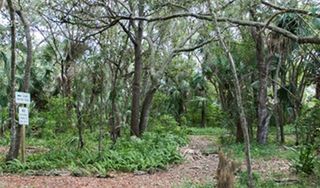 Van Smith Natural Hammock Park