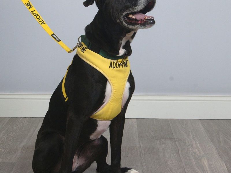 Humane Society of Greater Miami photo