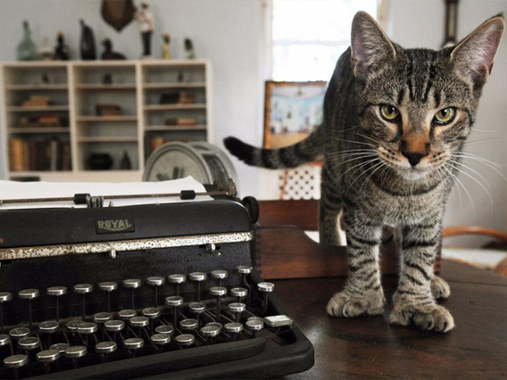 The Hemingway Home and Museum photo