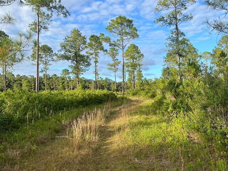 Black Hammock Trailhead photo