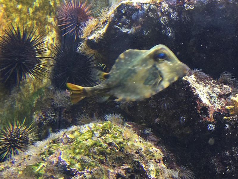 Smithsonian Marine Ecosystems Exhibit photo
