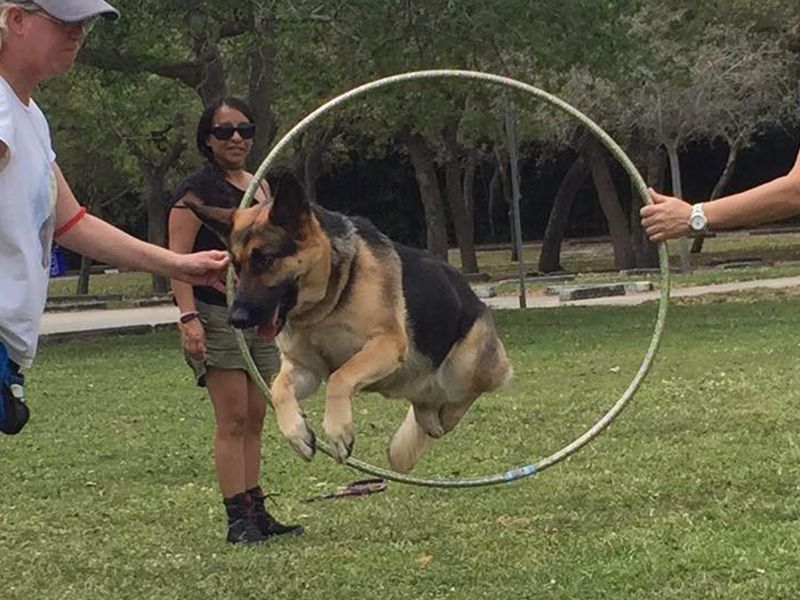 Bauser's Pet Training photo
