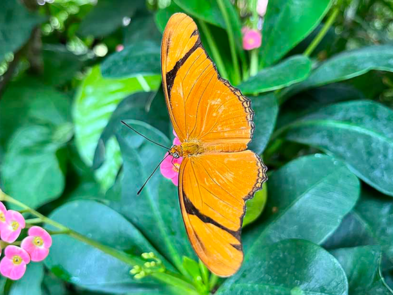 The Key West Butterfly and Nature Conservatory photo