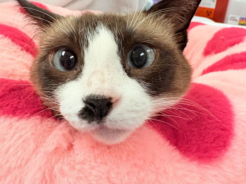 Chewy Vet Care Plantation photo