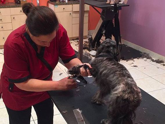 D'tails Pet Boutique & Spa photo