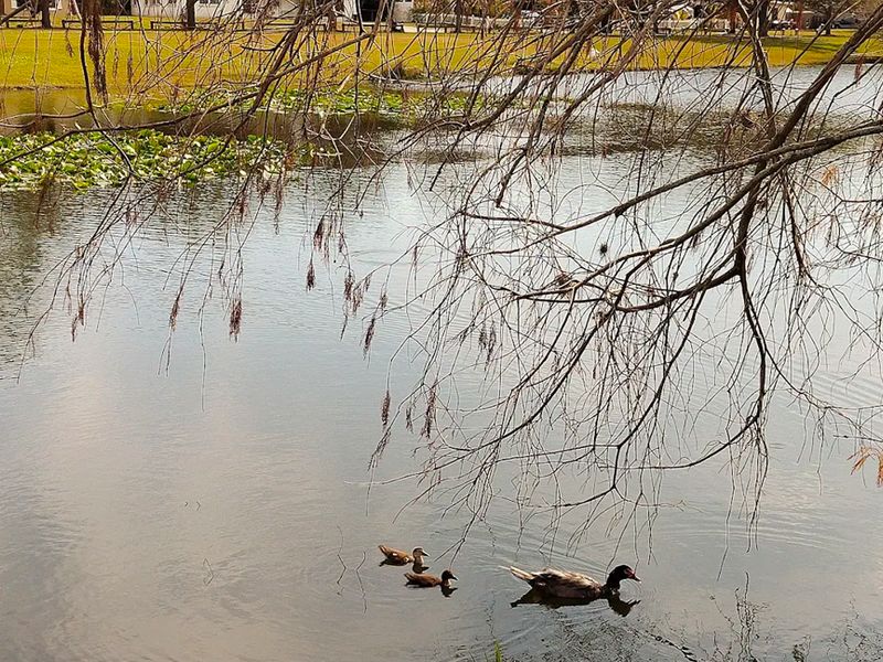 Lake Dot Park photo