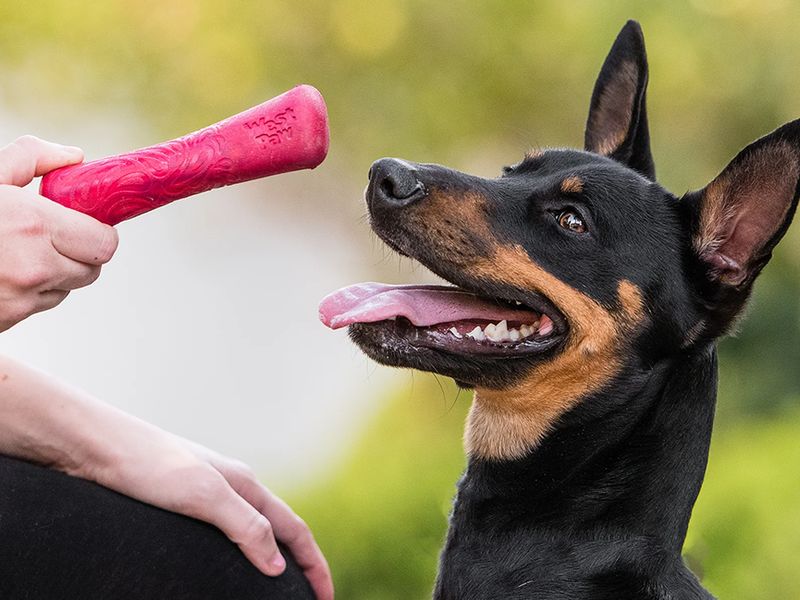 DogTuff photo