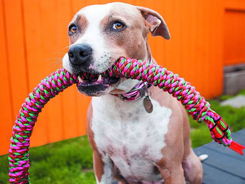 DogTuff photo