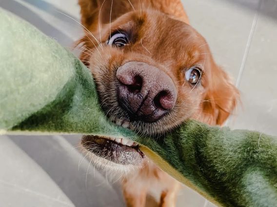 Pet Supplies Plus Charlotte photo