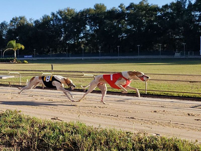 Sanford Orlando Kennel Club photo