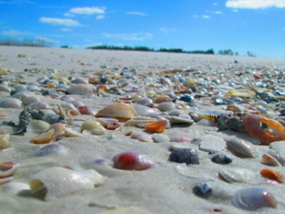 Shell Key Shuttle and Sunset Cruises photo