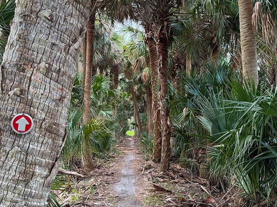 Lake Jesup Wilderness Area photo