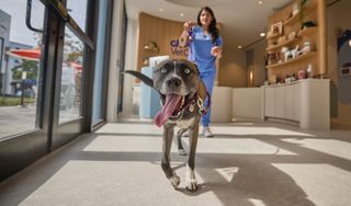Chewy Vet Care Plantation