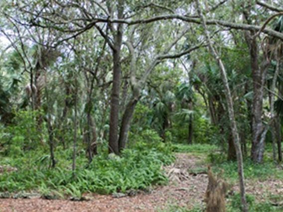 Van Smith Natural Hammock Park photo